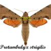 Protambulyx strigilis ( 5-pcs ) - Image 2