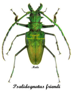 Psalidognathus friendi