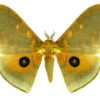 Pseudobunaea tyrrhena neglecta