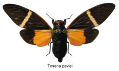 Tosena paviei  ( étalé )