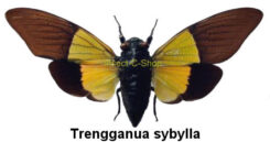 Trengganua sybylla , 5pcs ( étalé )