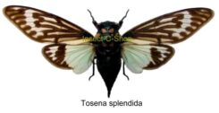 Tosena splendida , 5pcs  ( étalé )