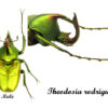 Theodesia rodriguezi - Image 2