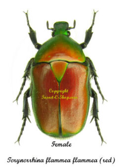 Torynorrhina flammea flammea ( rouge )
