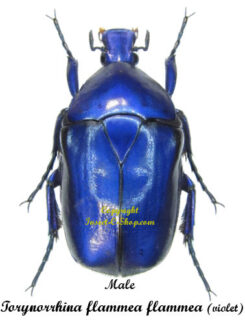 Torynorrhina flammea flammea ( violet )