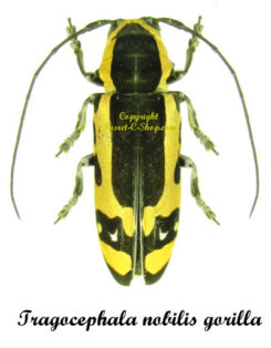 Tragocephala nobilis gorilla