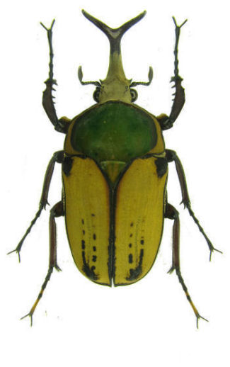 Megalorhina harrisi peregrina (intermediate form,green pronotum)