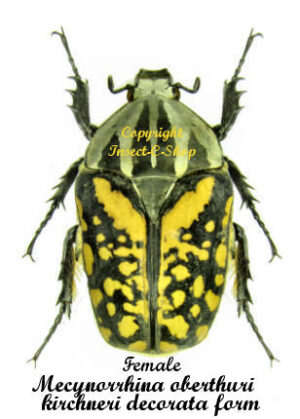 Mecynorhina oberthuri ( decorata )