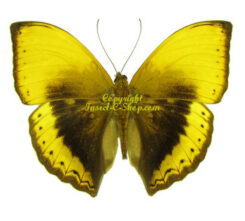 Africa - Nymphalidae