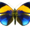 Asterope markii davisii