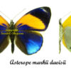 Asterope markii davisii – Image 2