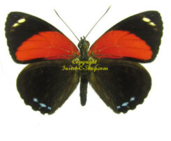 Callicore eucale