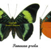 Panacea prola - Image 2
