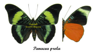 Panacea prola - Image 2