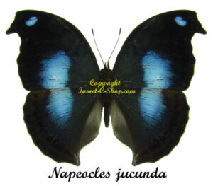 Napeocles jucunda