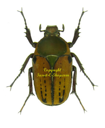 Megalorhina harrisi peregrina (dark intermediate form)