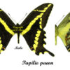 Papilio ( Heraclides ) paeon paeon - Image 2