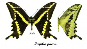 Papilio ( Heraclides ) paeon paeon – Image 2