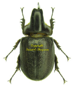 Heterogomphus schoenherri