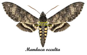 Manduca occulta