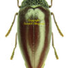 Sternocera chrysis chrysidioides