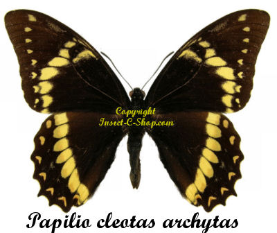 Sưu tập Bộ cánh vẩy 2 - Page 62 Papilio-cleotas-archytas-m