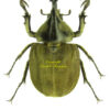 Spodistes monzoni