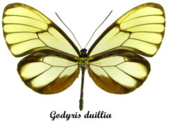 Godyris duillia