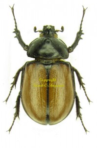 Golofa pusillus