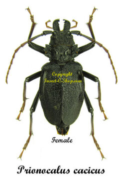 Prionocalus cacicus