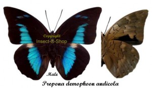 Prepona ( Archaeoprepona ) demophon andicola – Image 2