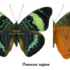 Panacea regina - Image 2