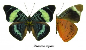 Panacea regina – Image 2