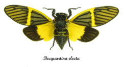 Becquartina electa  ( étalé )