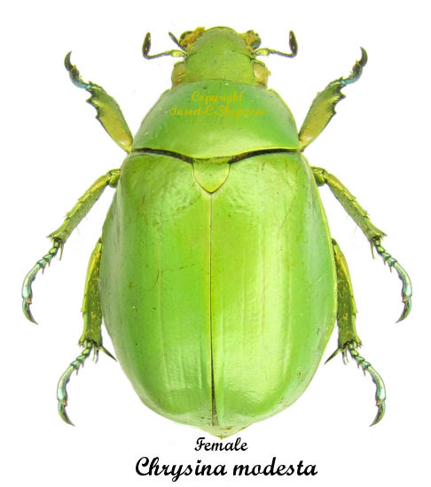 Chrysina (Plusiotis) modesta