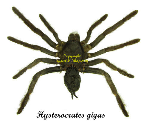 Hysterocrates gigas