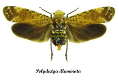 Polydictya illuminata ( spread )