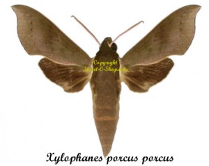 Xylophanes porcus porcus