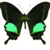 Papilio ( Achillides ) paris detanii