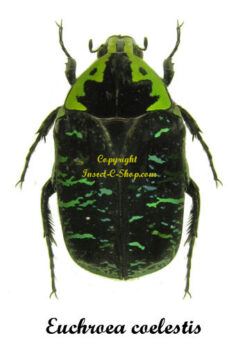 Euchroea coelestis
