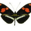 Heliconius telesiphe telesiphe