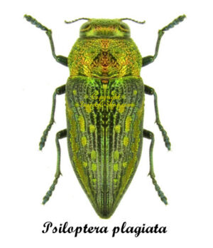 Psiloptera plagiata