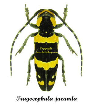 Tragocephala jucunda