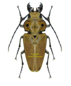 Trictenotomidae