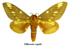 Citheronia regalis ( spread )