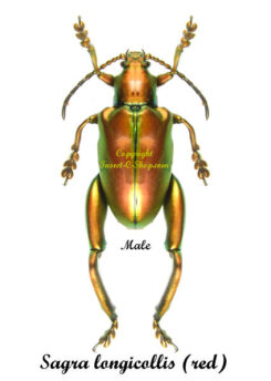Sagra longicollis ( 5-pcs )