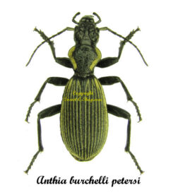 Anthia burchelli petersi