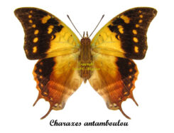 Charaxes antamboulou