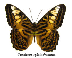 Parthenos sylvia ssp. brunnea