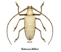 Batocera kibleri